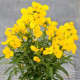 Chejr vonný Sugar Rush F1 Yellow - Cheiranthus cheiri - semena chejru - 20 ks