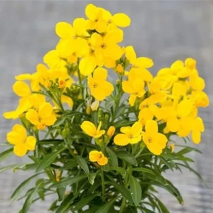 Chejr vonný Sugar Rush F1 Yellow - Cheiranthus cheiri - semena chejru - 20 ks