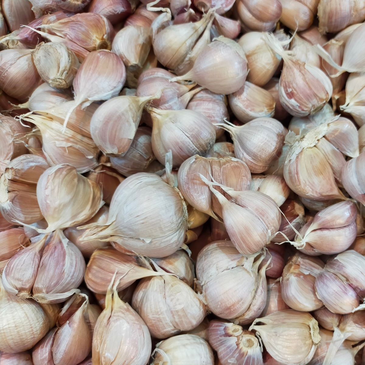 Sadbový česnek Slavin II - Allium sativum - paličák - 1 balení