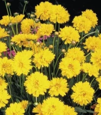 Krásnoočko velkokvěté Early Sunrise - Coreopsis grandiflora - semena krásnoočka - 50 ks