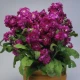 Fiala Cinderella Purple - Matthiola incana - semena fialy - 40 ks