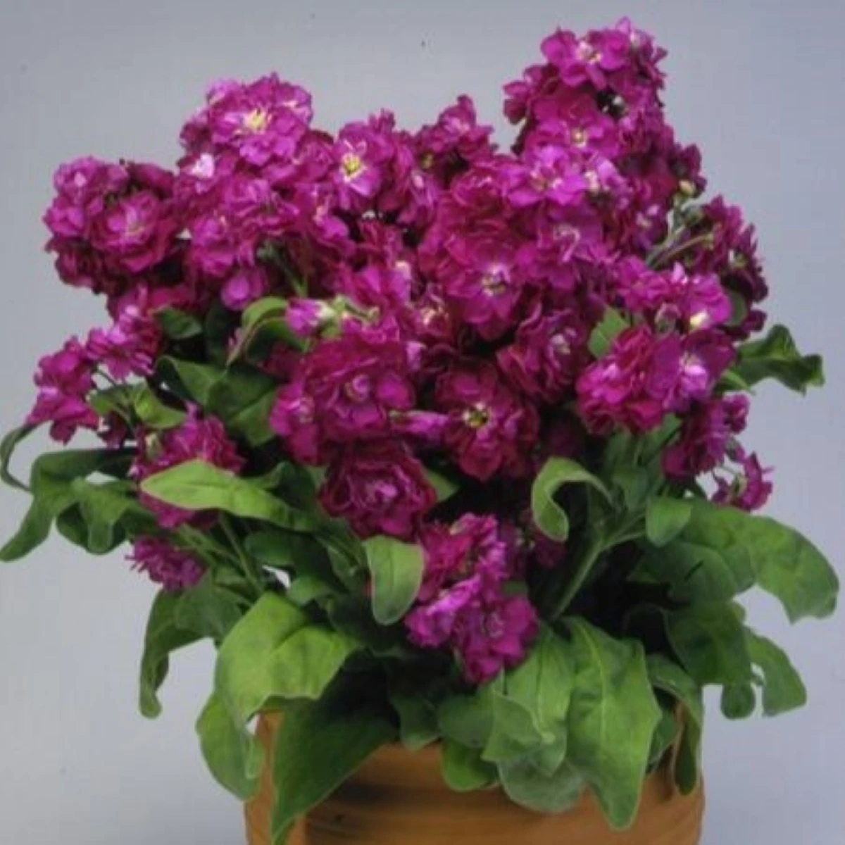 Fiala Cinderella Purple - Matthiola incana - semena fialy - 40 ks