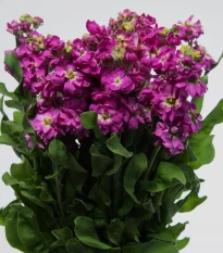 Fiala Cinderella Purple - Matthiola incana - semena fialy - 40 ks