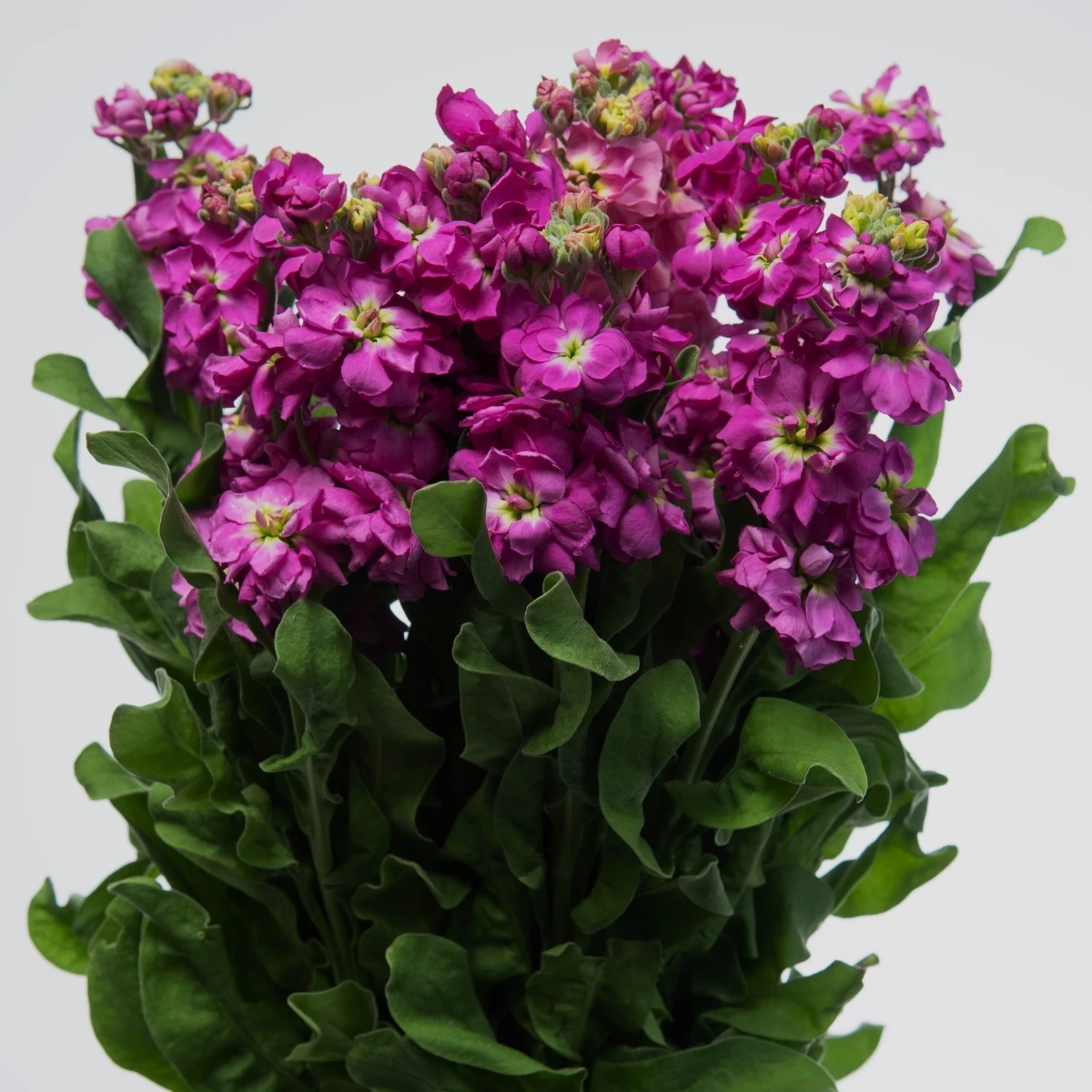 Fiala Cinderella Purple - Matthiola incana - semena fialy - 40 ks