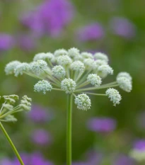 Andělika lékařská - Angelica archangelica - semena anděliky - 70 ks