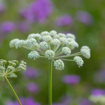 Andělika lékařská - Angelica archangelica - semena anděliky - 70 ks