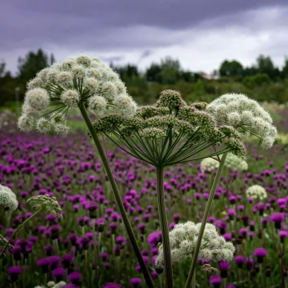 Andělika lékařská - Angelica archangelica - semena anděliky - 70 ks