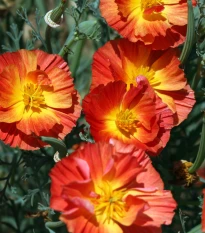 Sluncovka kalifornská červená - Eschscholzia californica - semena sluncovky - 450 ks