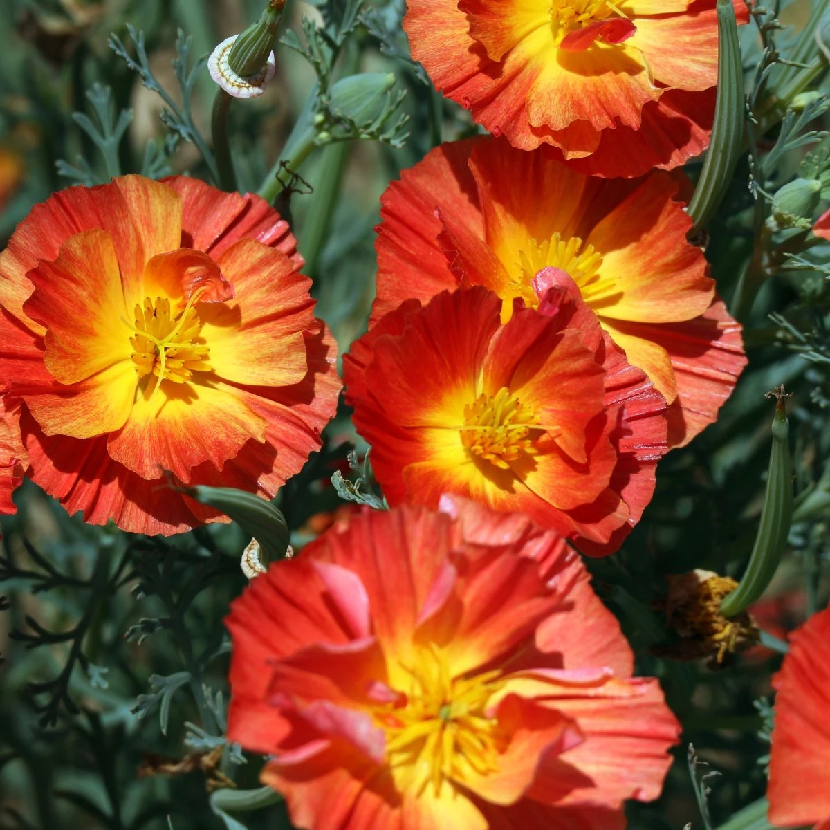 Sluncovka kalifornská červená - Eschscholzia californica - semena sluncovky - 450 ks
