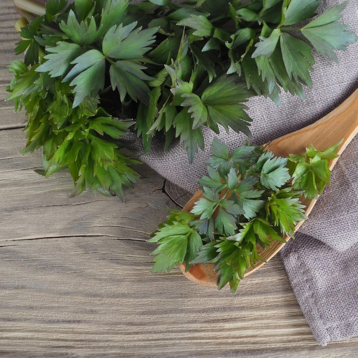 Libeček lékařský - Levisticum officinale - semena libečku - 115 ks