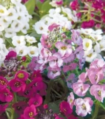 Tařicovka přímořská Yucon Mix - Lobularia maritima - semena tařicovky - 50 ks