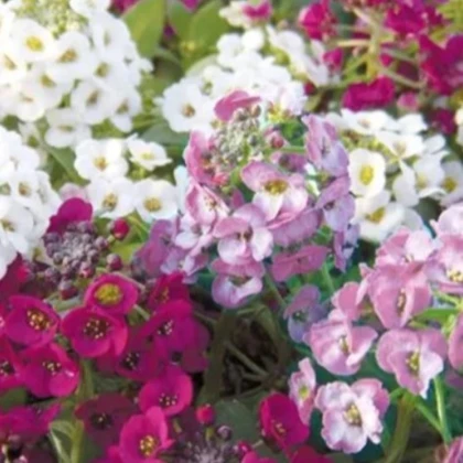 Tařicovka přímořská Yucon Mix - Lobularia maritima - semena tařicovky - 50 ks