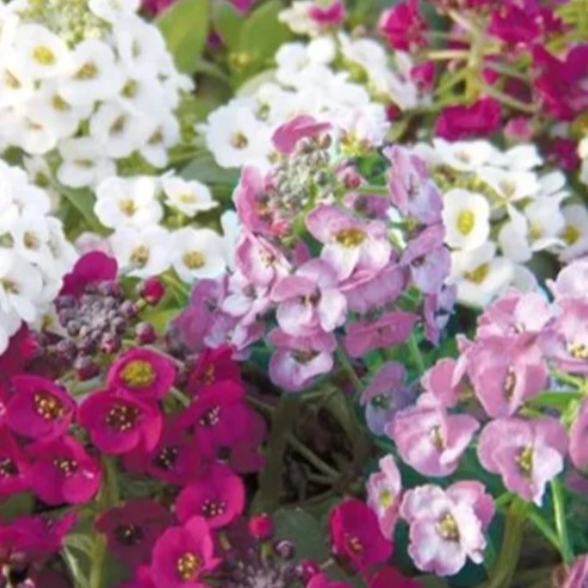 Tařicovka přímořská Yucon Mix - Lobularia maritima - semena tařicovky - 50 ks