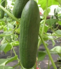 Okurka salátová Minisprint F1 - Cucumis sativus - semena okurky - 10 ks
