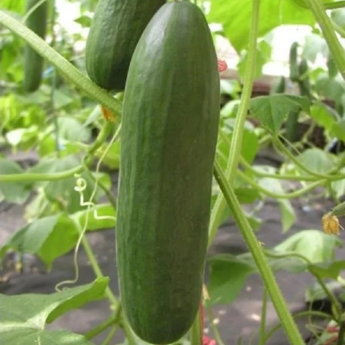 Okurka salátová Minisprint F1 - Cucumis sativus - semena okurky - 10 ks