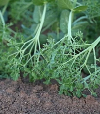 Hrách kadeřavý Akacia - Pisum sativum - semena hrachu - 30 ks