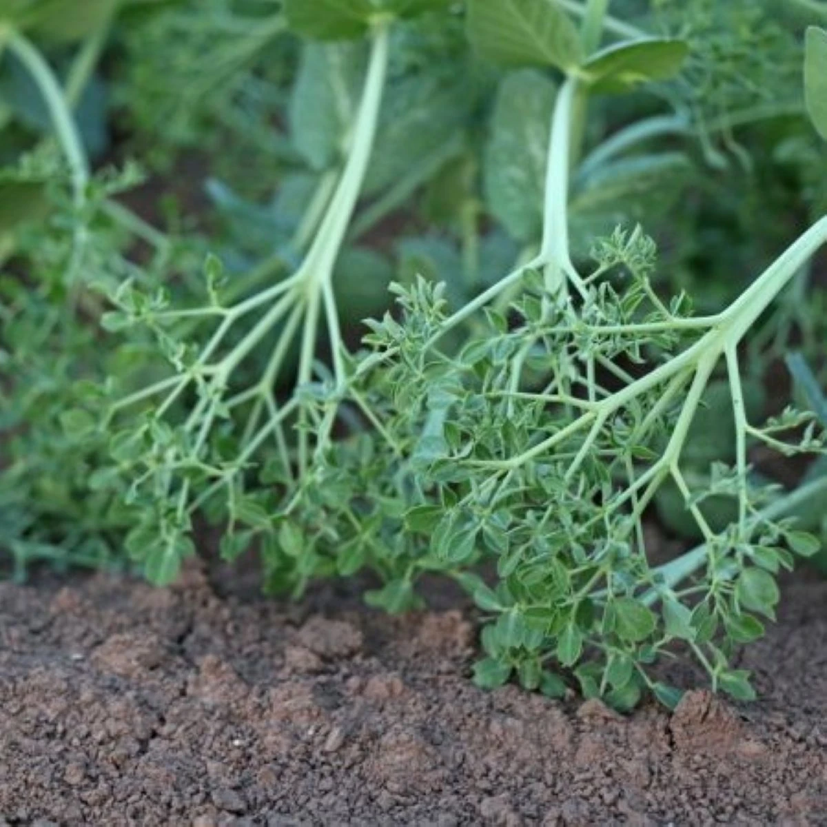 Hrách kadeřavý Akacia - Pisum sativum - semena hrachu - 30 ks