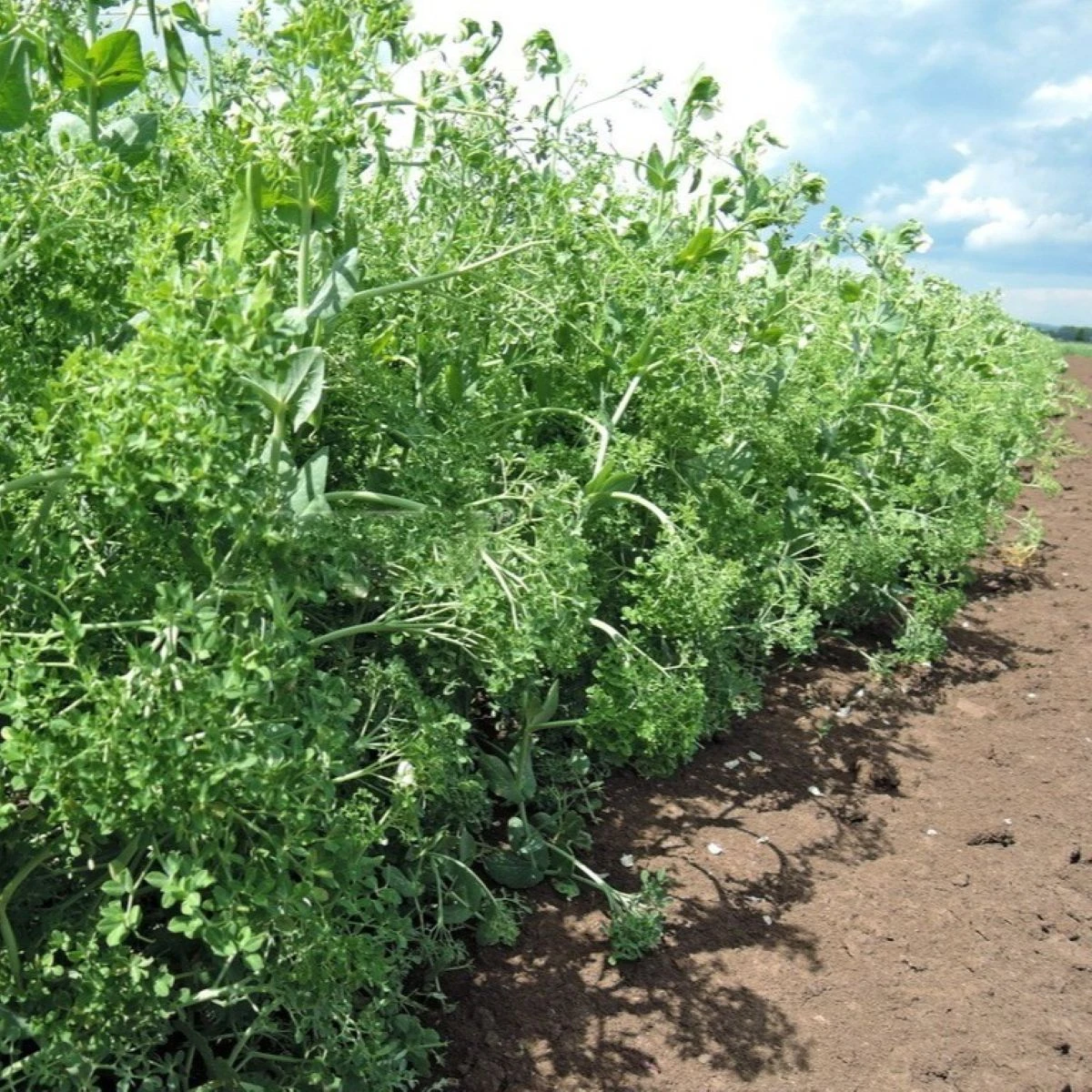 Hrách kadeřavý Akacia - Pisum sativum - semena hrachu - 30 ks