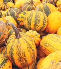 Tykev olejná Trumf F1 - Cucurbita pepo - semena tykve - 12 ks