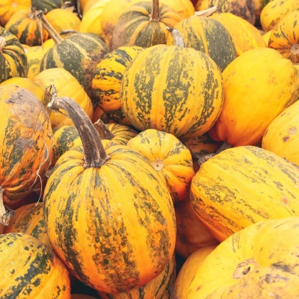 Tykev olejná Trumf F1 - Cucurbita pepo - semena tykve - 12 ks