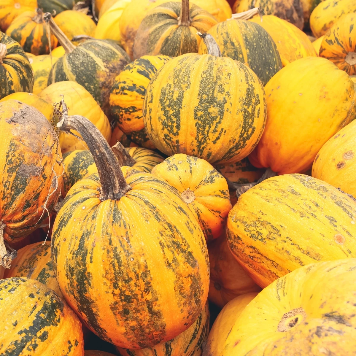 Tykev olejná Trumf F1 - Cucurbita pepo - semena tykve - 12 ks