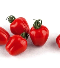 Rajče tyčkové Appleberry F1 PhR červené - Solanum lycopersicum - semena rajčete - 7 ks