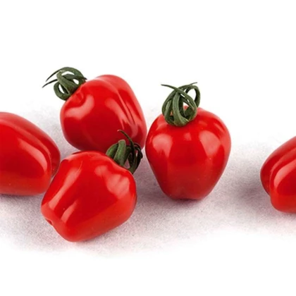 Rajče tyčkové Appleberry F1 PhR červené - Solanum lycopersicum - semena rajčete - 7 ks