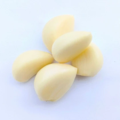 Sadbový česnek Dukát – Allium sativum – paličák – cibule česneku