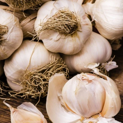 Sadbový česnek Dukát – Allium sativum – paličák – cibule česneku