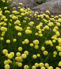 Svatolina rozmarýnolistá - Santolina rosmarinifolia - semena svatoliny - 5 ks
