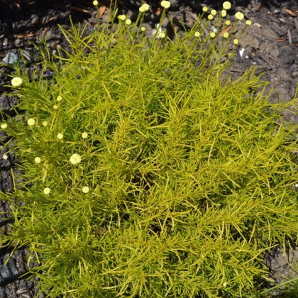 Svatolina rozmarýnolistá - Santolina rosmarinifolia - semena svatoliny - 5 ks