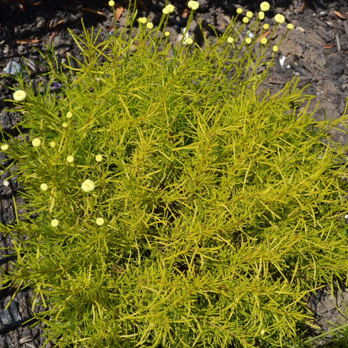 Svatolina rozmarýnolistá - Santolina rosmarinifolia - semena svatoliny - 5 ks