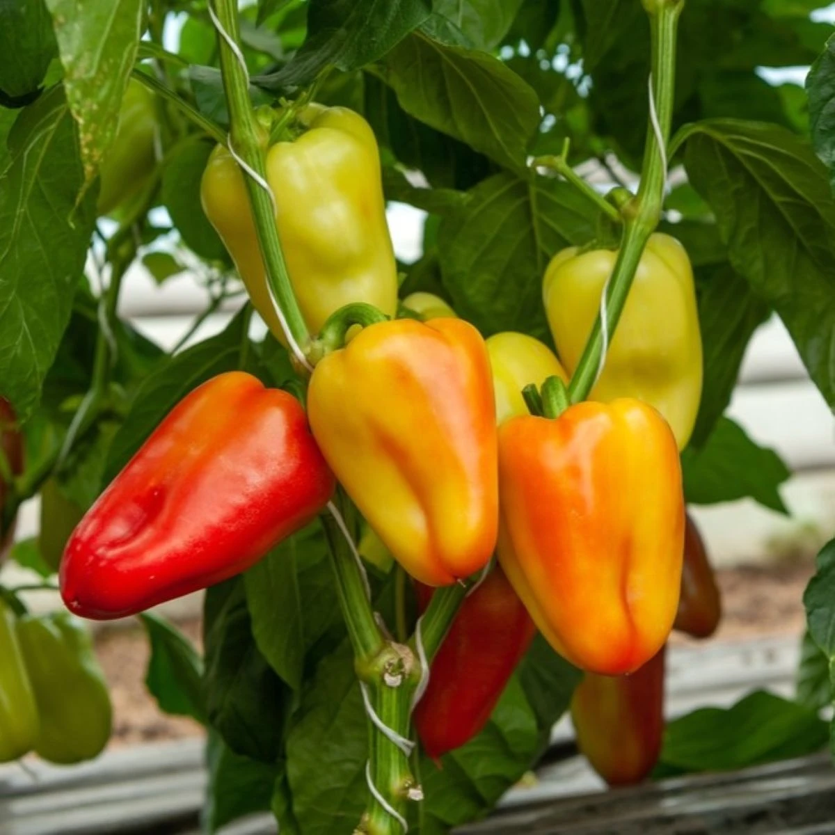 Paprika Amy - Capsicum annuum - semena papriky - 50 ks
