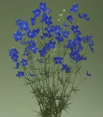 Stračka Jennys Pearl F1 Blue - Delphinium grandiflorum - semena stračky - 10 ks