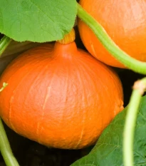 Dýně Hokkaido Uchiki kuri - Cucurbita maxima - semena dýně - 5 ks