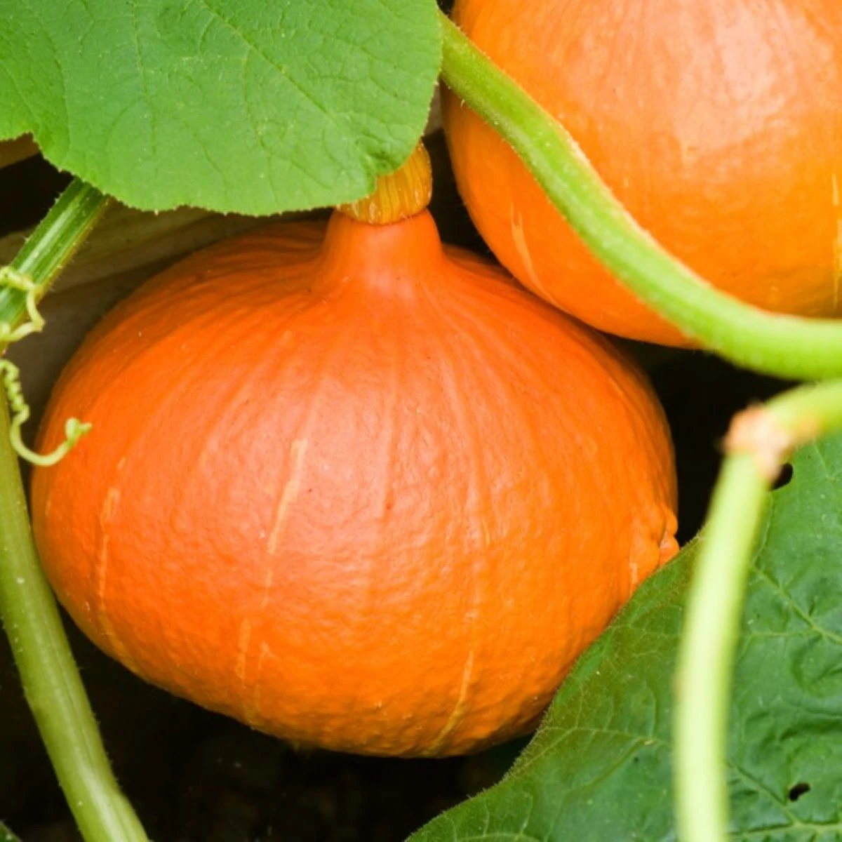 Dýně Hokkaido Uchiki kuri - Cucurbita maxima - semena dýně - 5 ks