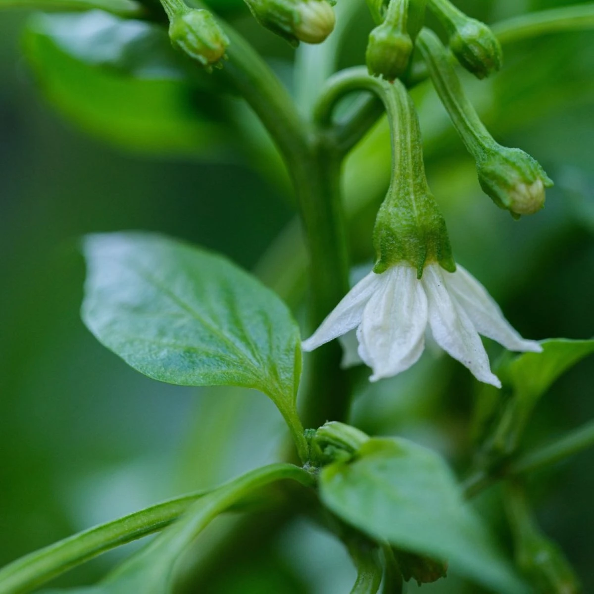 Semena chilli papriček – chilli Jalapeno – Capsicum annuum