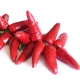 Semena chilli papriček – chilli Jalapeno – Capsicum annuum