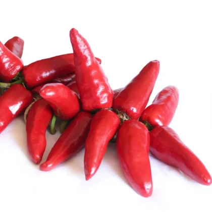 Semena chilli papriček – chilli Jalapeno – Capsicum annuum