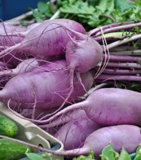 Ředkev Blue Candle F1 - Raphanus sativus - semena ředkve - 35 ks