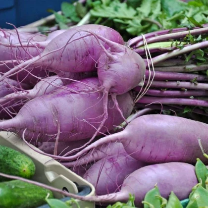 Ředkev Blue Candle F1 - Raphanus sativus - semena ředkve - 35 ks