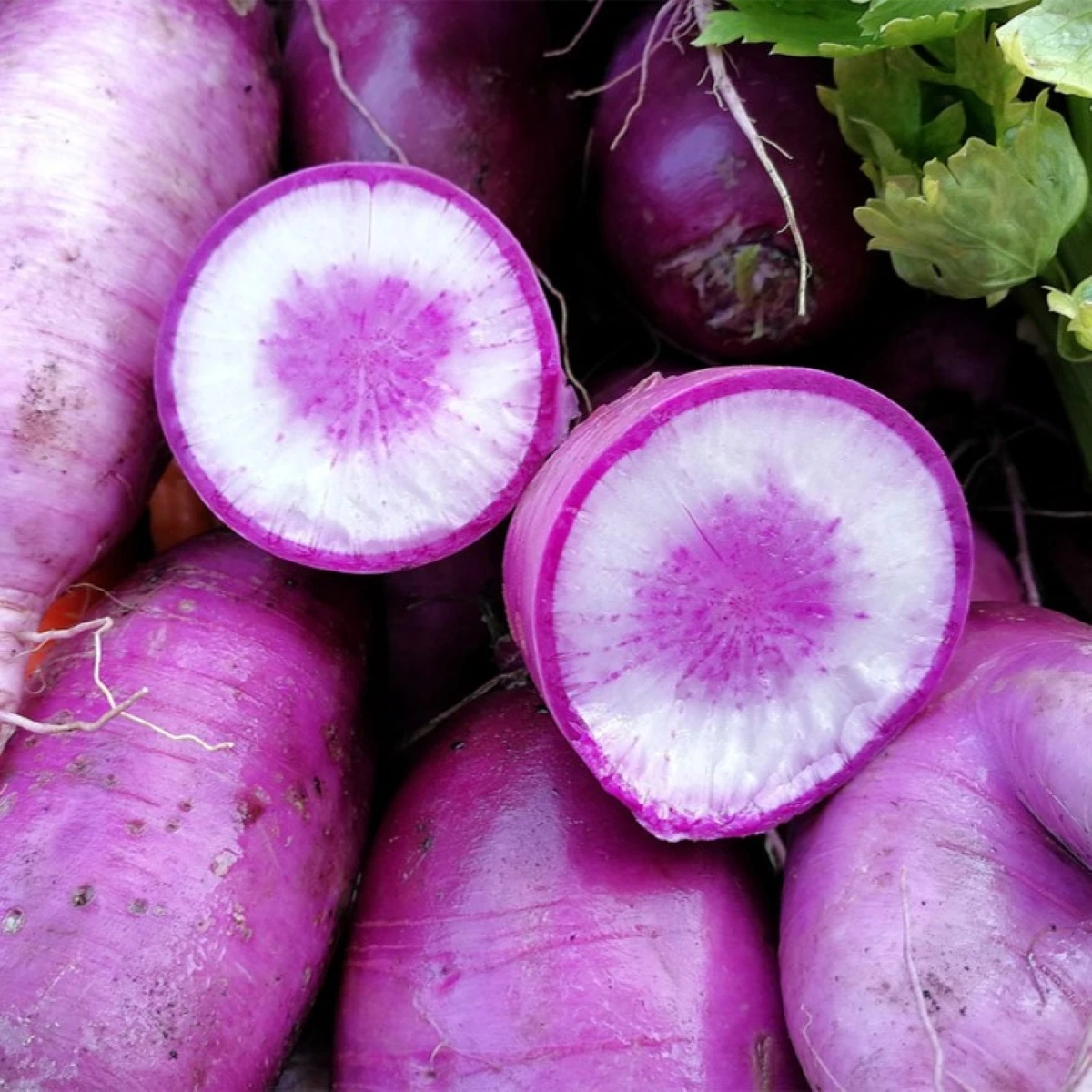 Ředkev Blue Candle F1 - Raphanus sativus - semena ředkve - 35 ks