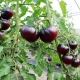 BIO Rajče tyčkové Black Beauty - Solanum lycopersicum - bio semena rajčete - 7 ks