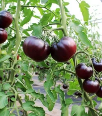BIO Rajče tyčkové Black Beauty - Solanum lycopersicum - bio semena rajčete - 7 ks
