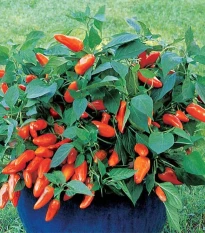 Paprika Tangerine Dream - Capsicum annuum - semena papriky - 7 ks