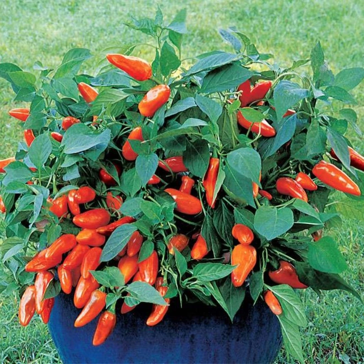Paprika Tangerine Dream - Capsicum annuum - semena papriky - 7 ks