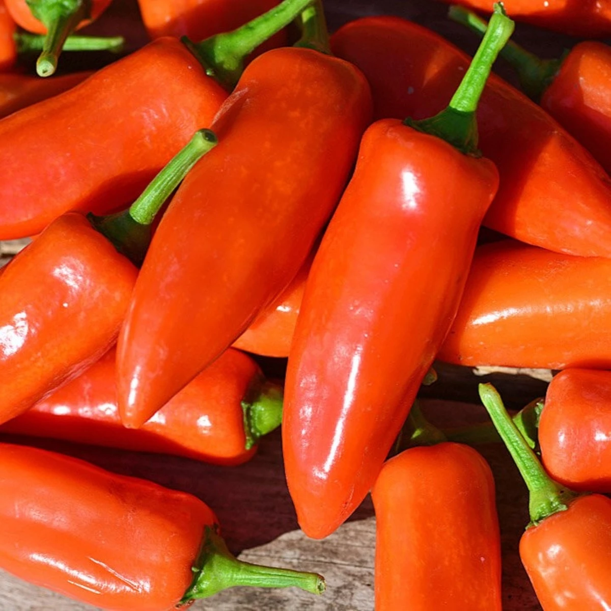 Paprika Tangerine Dream - Capsicum annuum - semena papriky - 7 ks