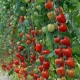 Rajče tyčkové Gardenberry F1 - Solanum lycopersicum - semena rajčete - 5 ks