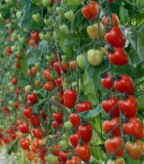 Rajče tyčkové Gardenberry F1 - Solanum lycopersicum - semena rajčete - 5 ks