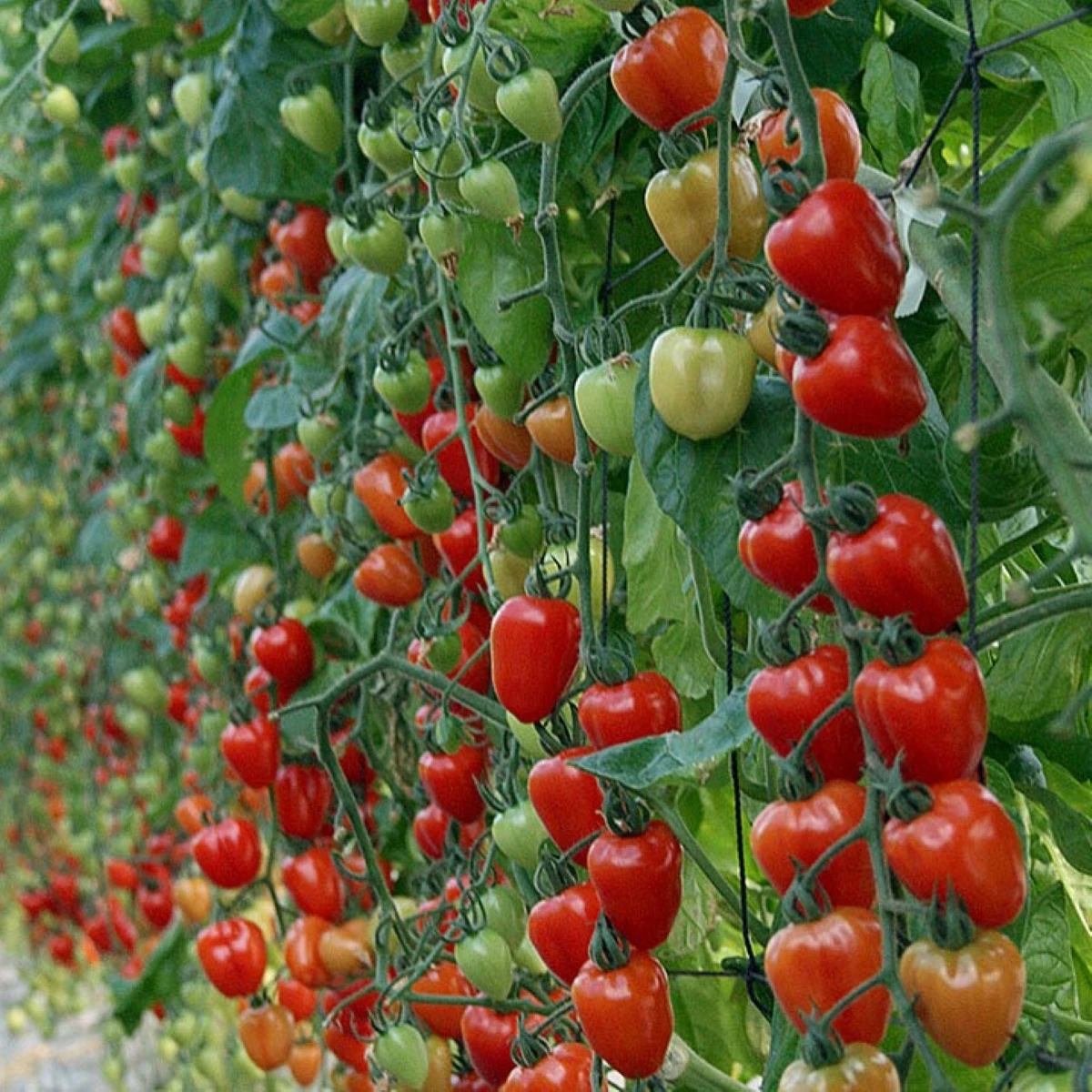 Rajče tyčkové Gardenberry F1 - Solanum lycopersicum - semena rajčete - 5 ks